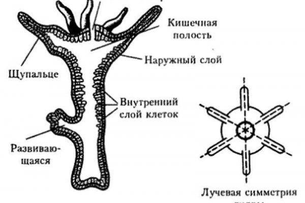 Омг омг ссылка на сайт